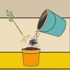 Versorging van 'n hibiskusplant