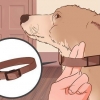 Een hond afleren om te trek
