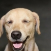 Een hond afleren om teen mense op te spring