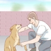 Een hond help herstellen van 'n gebroke poot