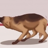 Een hond kalmeren