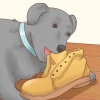 Een hond laat ophouden met grond eten