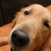 Een hond masseren
