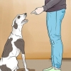 Een hond straffen