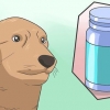 Een hond veilig verdoven