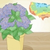 Plant 'n hortensia