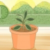 Sorg vir 'n hoya-plant