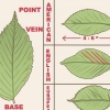 Herken 'n elm