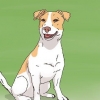 Een jack russell hondjie uitkiezen