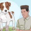 Een jack russell terrier gelukkig hou