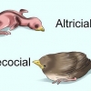 Een jong vogeltje voeden