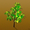 Oorplanting van 'n jong boom