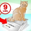 Een kat laten aankomen