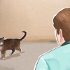 Een kat maak