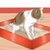 Een kat tuis 'n klysma gee