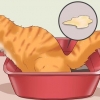 Een kat van constipatie genezen