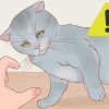 Een kat vashouden