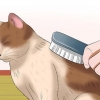 Een kat versorgen