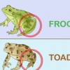 Een kikker van 'n pad onderscheiden