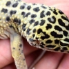 Een luipaardgekko wil nie versorgen nie