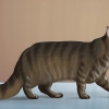 Een maine coon identifiseer
