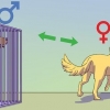 Een mannelijke hond kalmeren as 'n vroutjie loops is