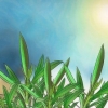 Snoei 'n oleander