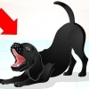Een ondeugende labrador trainen