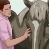 Een paard beleren