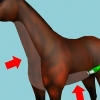 Een paard scheren