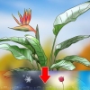 Snoei 'n paradys pleister plant