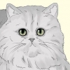 Een perzische kat identifiseern