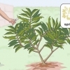 Snoei 'n plumeria