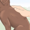 Een rasechte labradorpuppy identifiseern