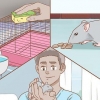 Een rat versorgen