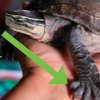 Een schildpad versorgen