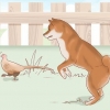 Een shiba inu hondjie kies