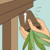 Herleef 'n sterwende aloe vera-plant