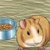 Een stervende cavia versorgen