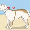 Brei 'n trui vir 'n hond