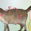 Een tuigje maak vir jou mollige kat