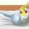 Een vogel wassen