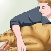 Een ''vossenstaart'' uit die neus van 'n hond verwyder