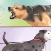 Een waakhond trainen