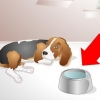 Een zieke hond help drinken