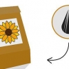 Kweek 'n sonneblom in 'n pot
