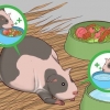 Een zwangere cavia help