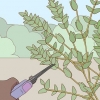 Berging van eucalyptus