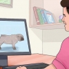Fokken met honde