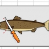 Fileteer en ontbeen forel